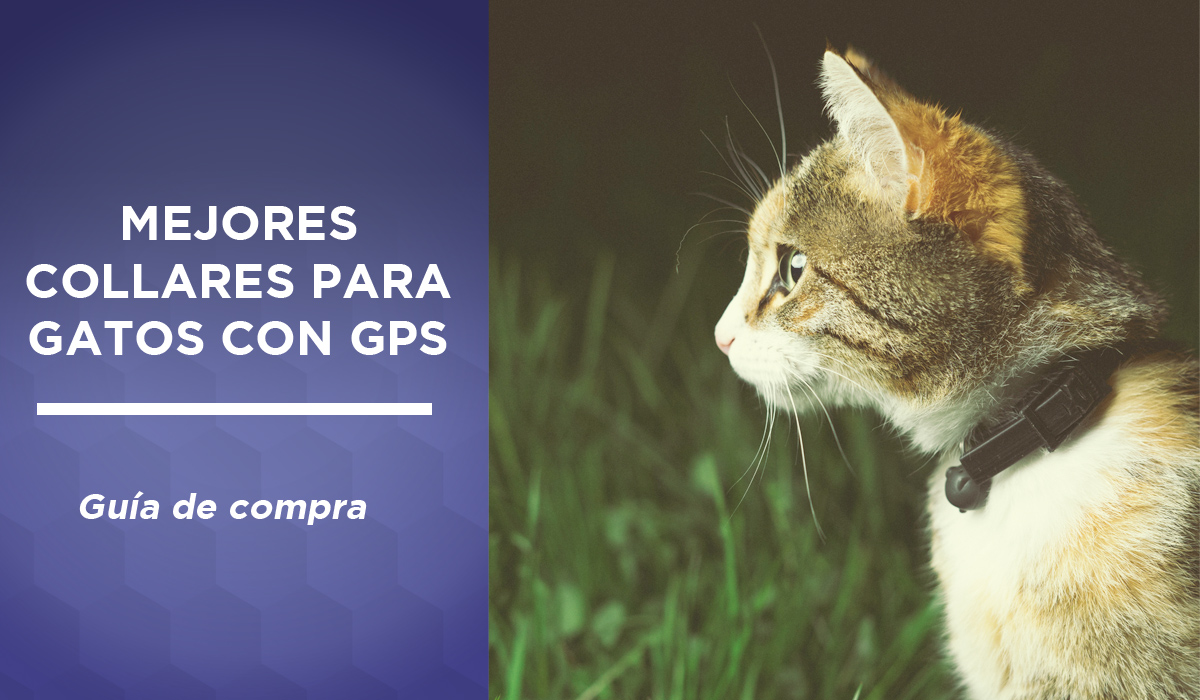 Temes que tu gato se escape? Con este collar GPS lo tendrás siempre  localizado